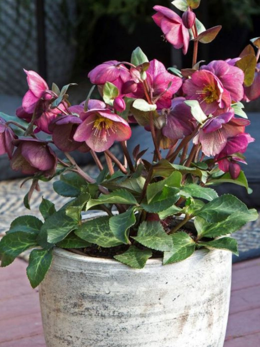 Hellebore Winter Angels 'Charmer' 1G